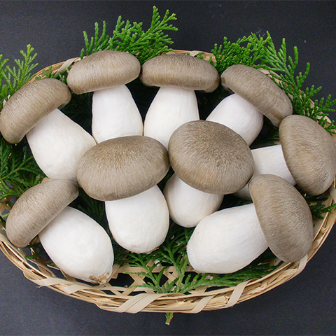 Kyo Tamba Daikoku Hon Shimeji Mushrooms