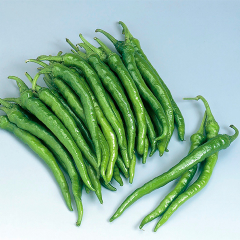 Fushimi Chilli Pepper