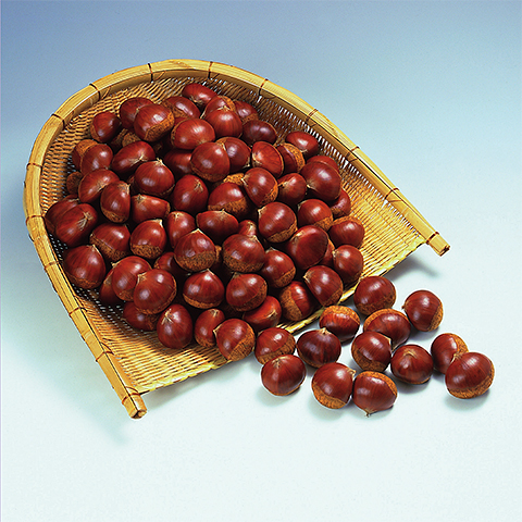 Tamba Kuri (Chestnut)
