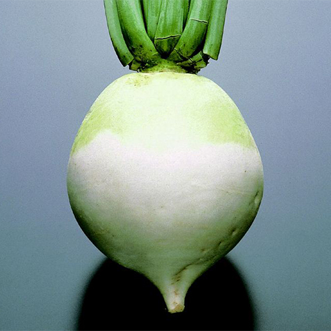 Shogoin Daikon (Japanese radish)
