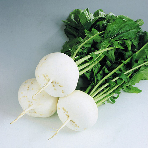Shogoin Turnip