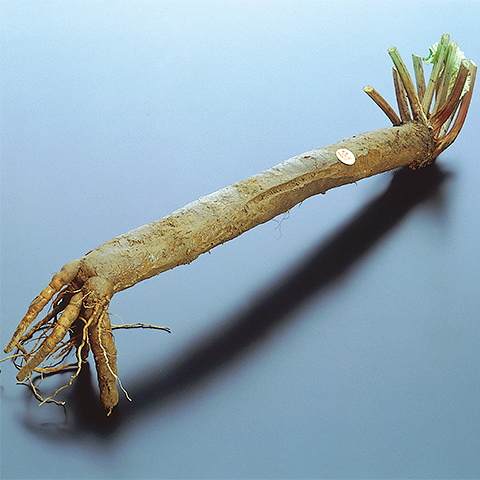 Horikawa Burdock